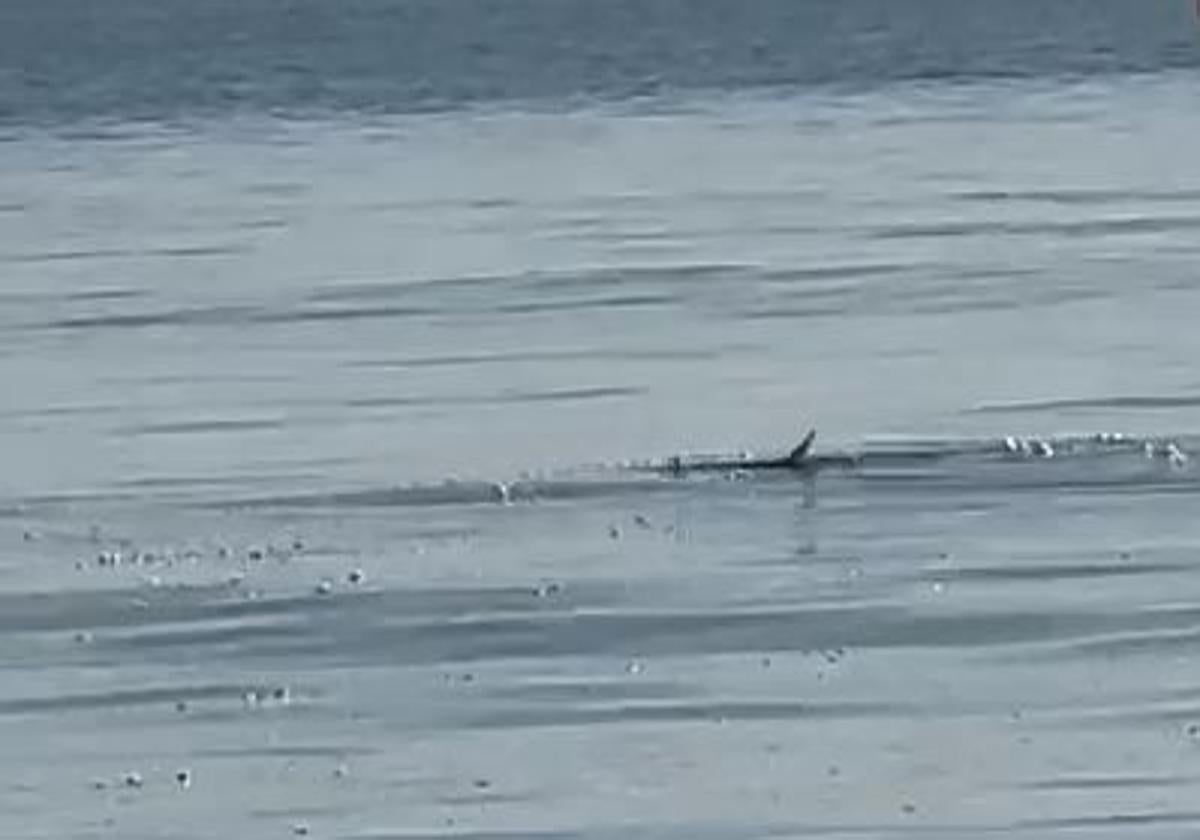 La playa de la Patacona, reabierta al baño tras descartarse la presencia de una tintorera