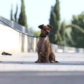 Cómo saber si tengo que hacer el curso obligatorio para tener perro de la Ley de Bienestar Animal