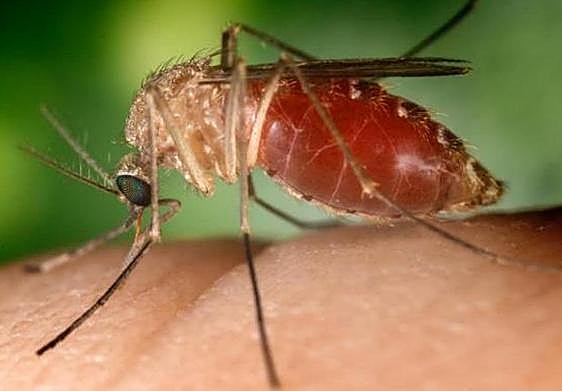 Sanidad confirma un caso de virus del Nilo en una mujer de Puçol