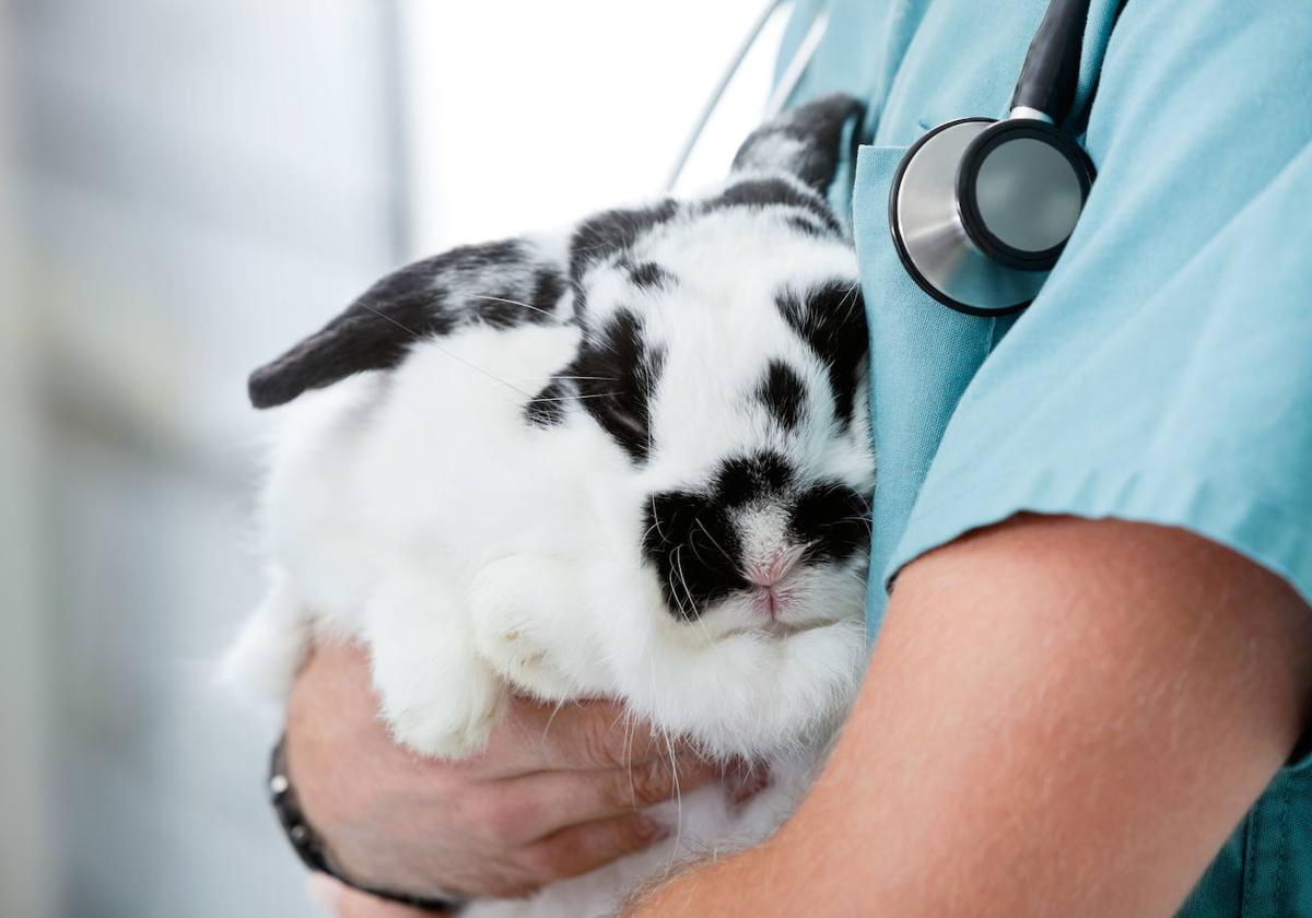 Los hogares con conejos también se verán afectados por la nueva ley de Bienestar Animal.