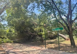 Árboles derribados por el temporal en L'Eliana.