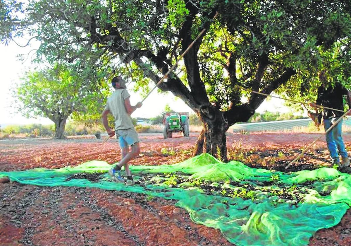 El precio de la algarroba se hunde y sofoca la euforia de la cotización del año pasado