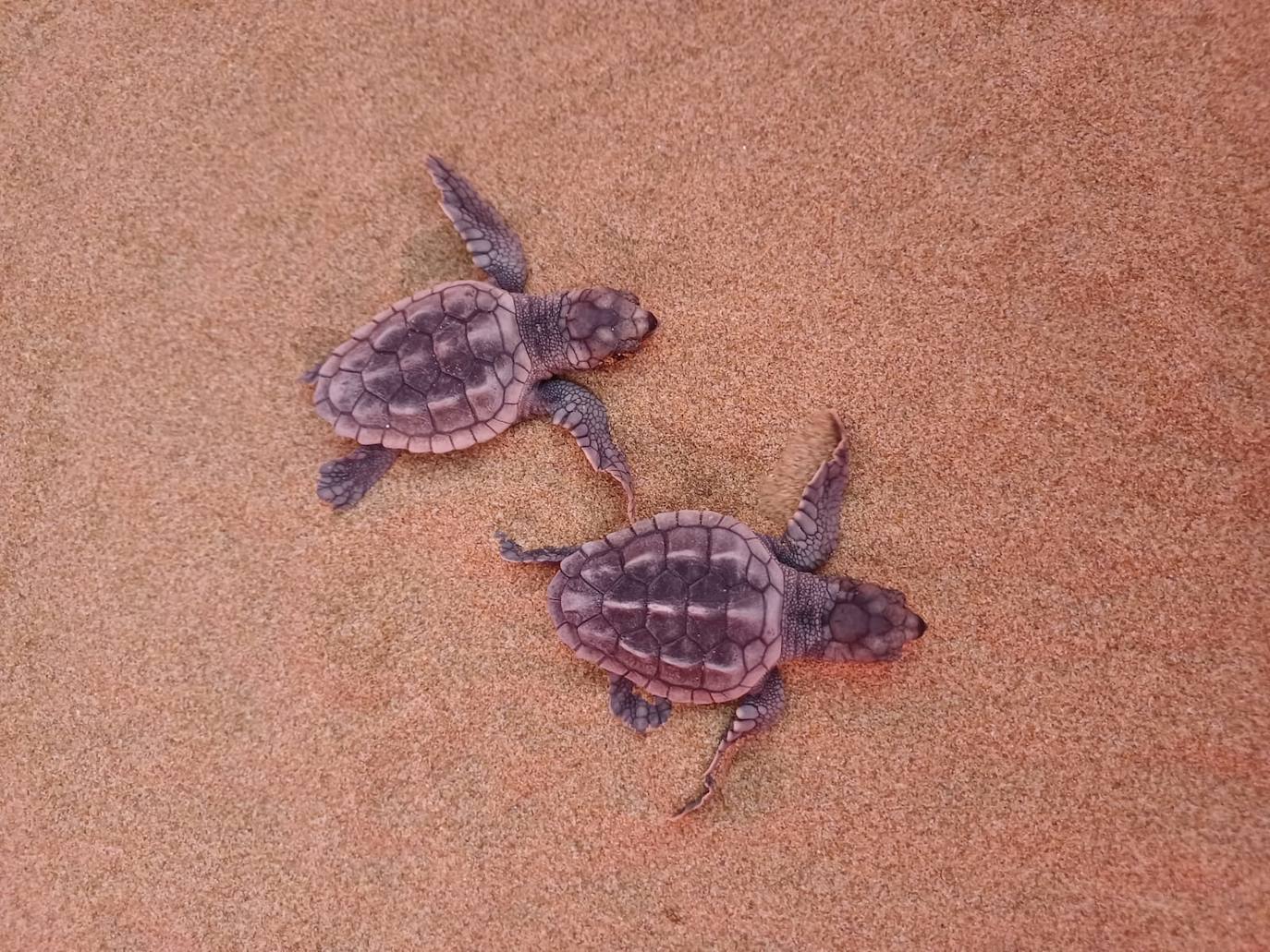 Dos tortugas bobas en una imagen de archivo.