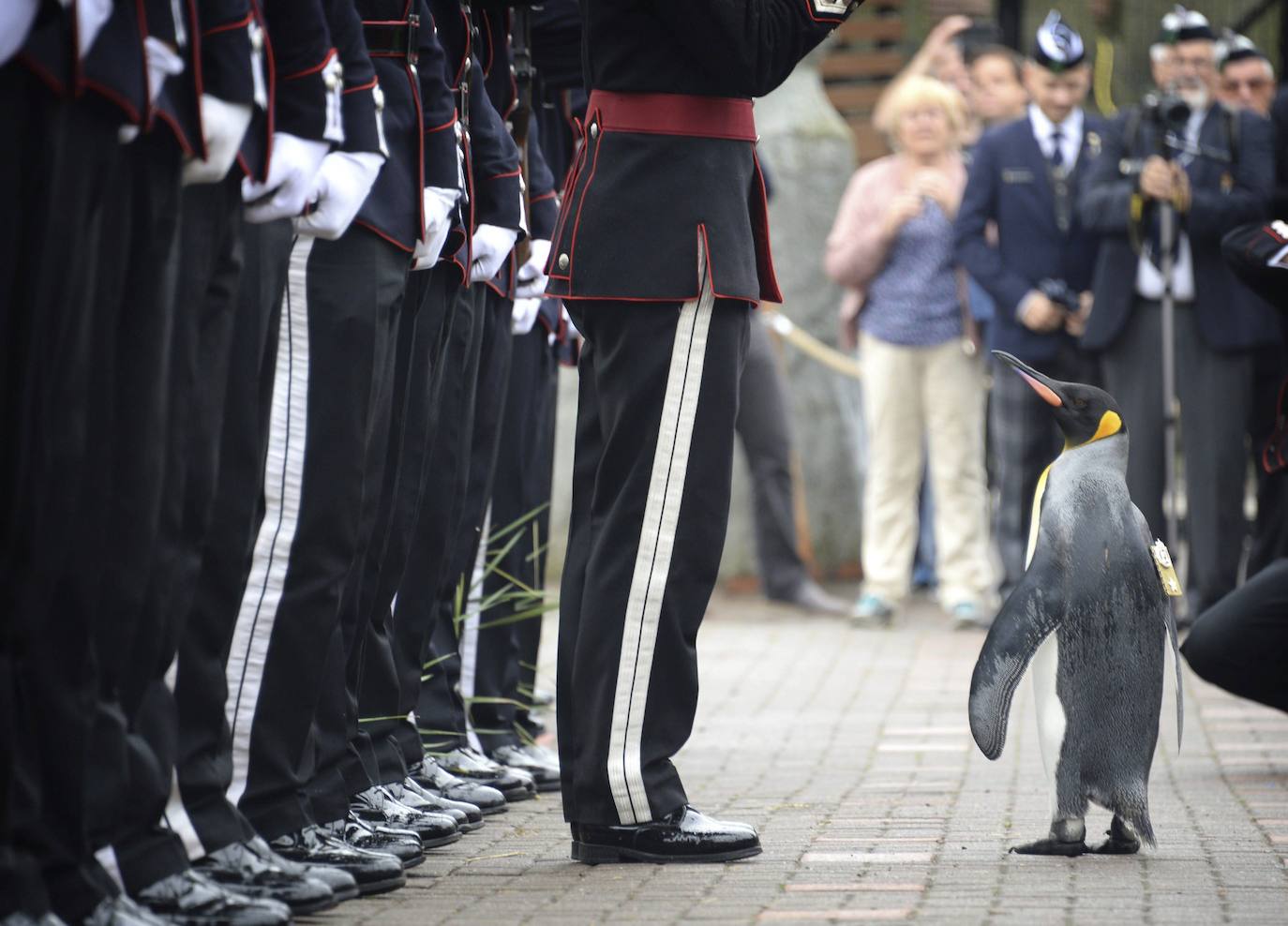 Nils Olav III pasa revista, en Edimburgo, a medio centenar de soldados