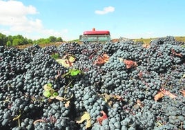 Uvas de la variedad Bobal recién recolectadas en Utiel-Requena.