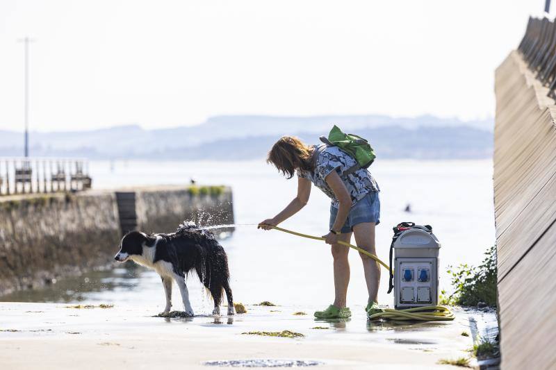 Seguro de responsabilidad civil para perros con la nueva Ley de Bienestar Animal: cuánto cuesta y multas por no tenerlo