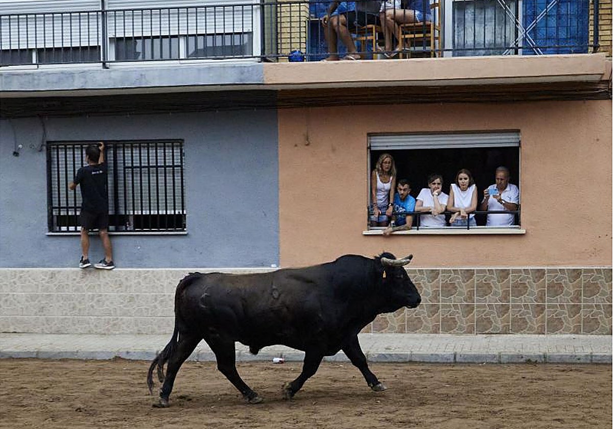 Un festejo de bous al carrer en la Pobla de Farnals.