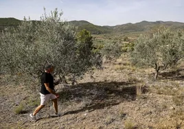 Uno de los campos familiares de olivos, sin frutos por la sequía.