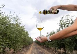 Producción de aceite en una almazara.