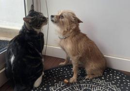 Un gato y un perro en una vivienda.