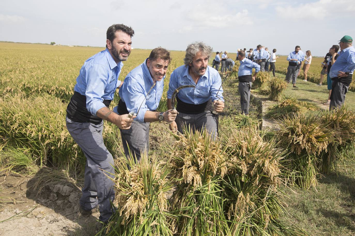 Cocineros llegados de toda España siegan arroz en la Albufera