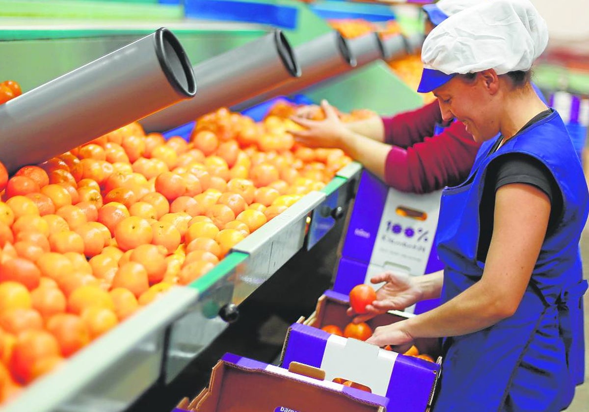 Un almacén de naranjas en Valencia.