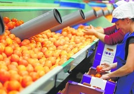 Un almacén de naranjas en Valencia.