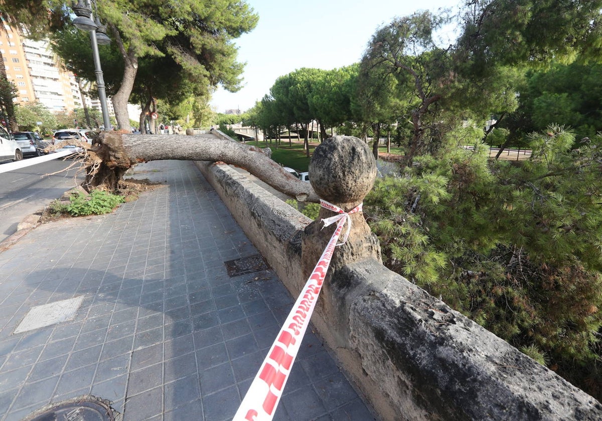 Valencia recibe el impacto en tierra de casi setenta rayos en un radio de diez kilómetros