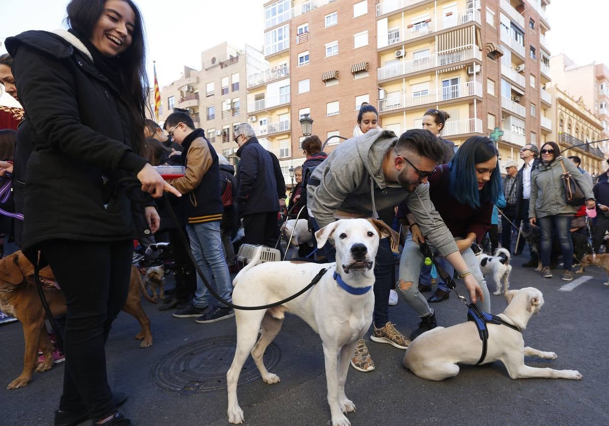 Varias mascotas en la festividad de San Antonio Abad.