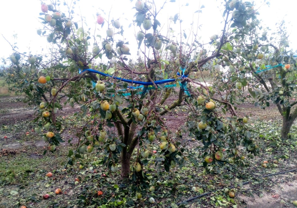 Campo de caquis afectado en Quatretonda.