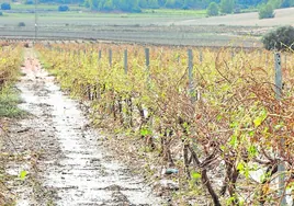 Daños en los campos de viñedos en la pedanía de Campo Arcis provocados por las fuertes granizadas.