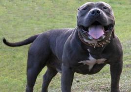 Un ejemplar de American Bully, en una imagen de archivo.