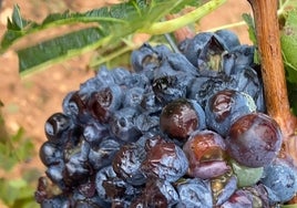 Daños del granizo en las uvas.