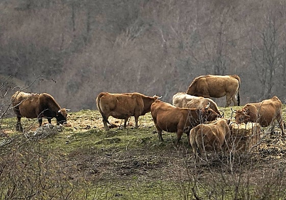 Ganado pastando en el campo.