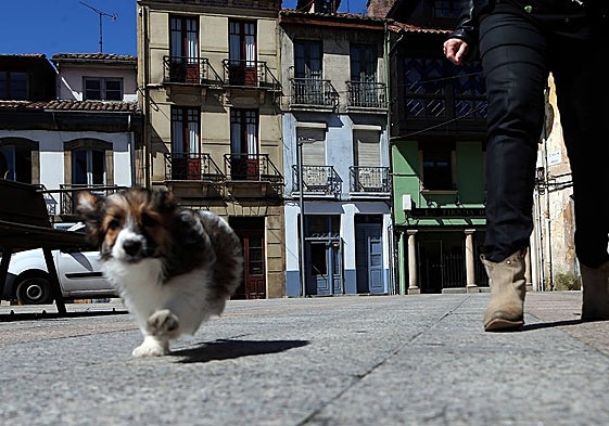 Un perro camina suelto por la calle.
