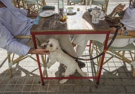 Una pareja almuerza con su perro en una terraza de Valencia.