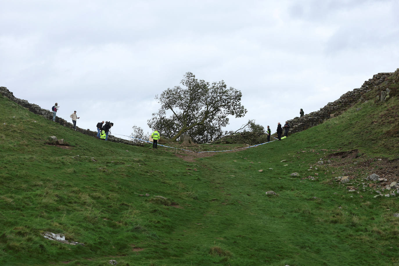 Conmoción en la sociedad británica por la tala de un árbol centenario emblemático