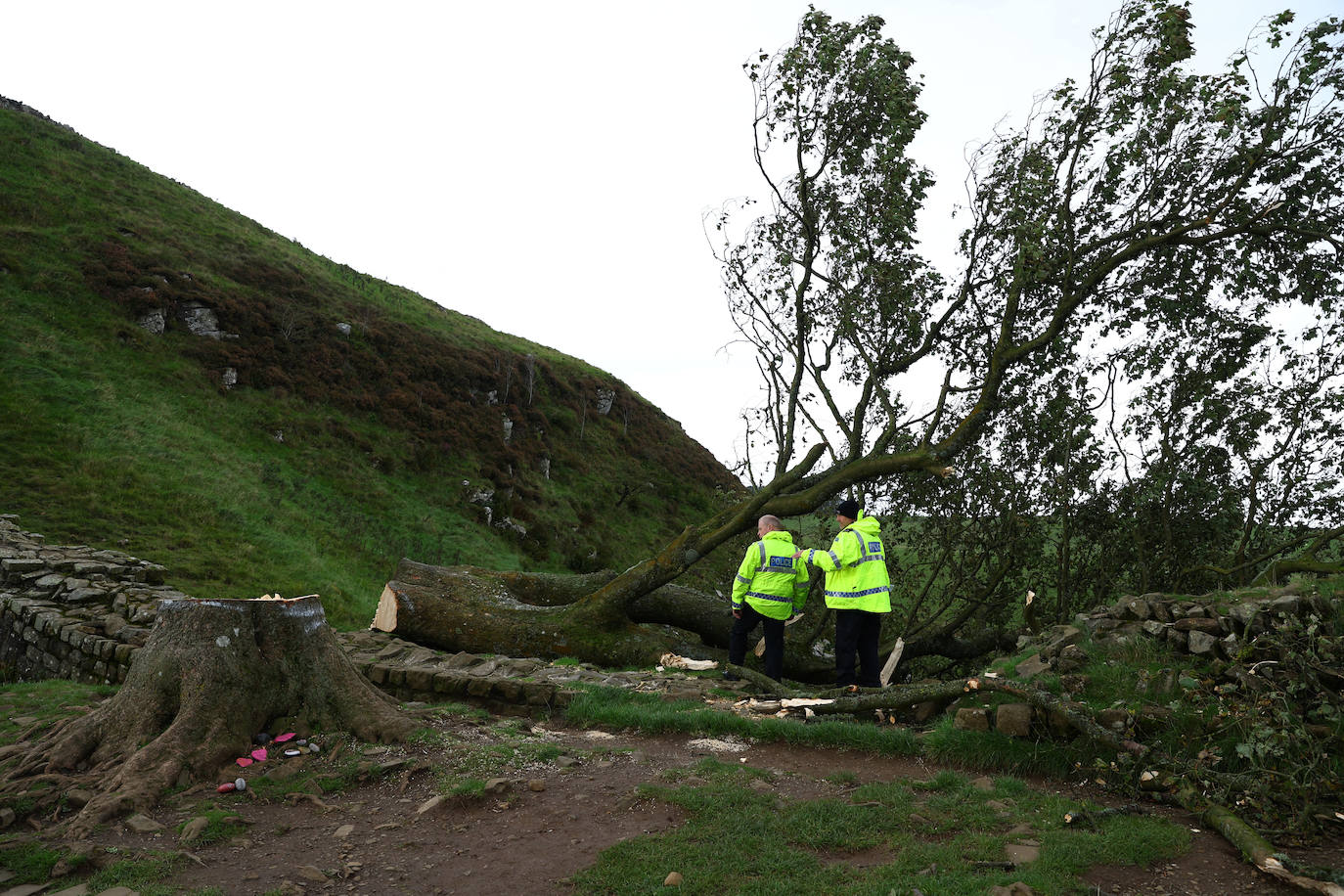 Conmoción en la sociedad británica por la tala de un árbol centenario emblemático