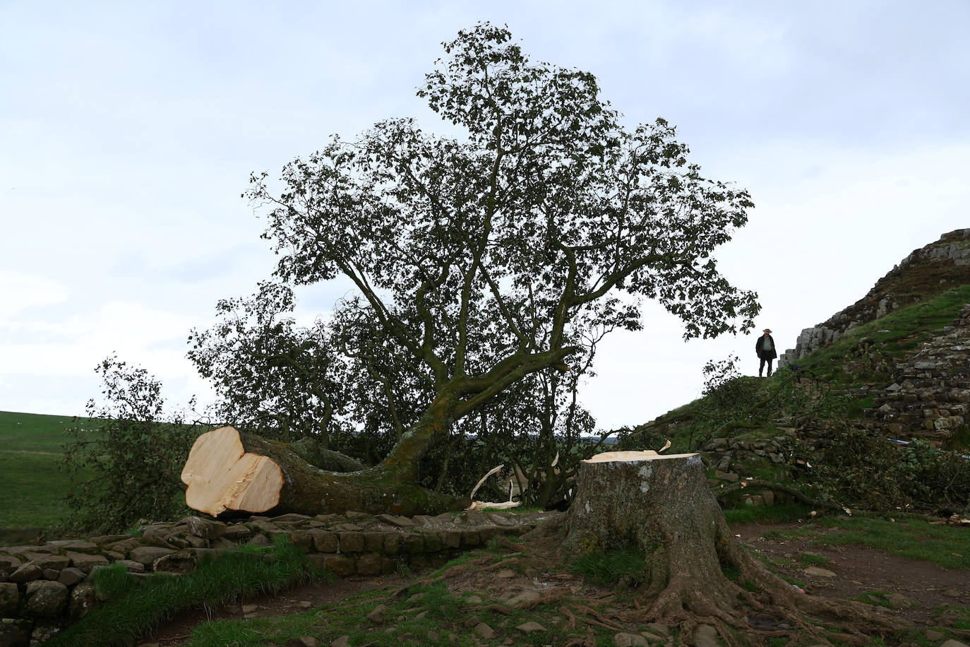 Conmoción en la sociedad británica por la tala de un árbol centenario emblemático