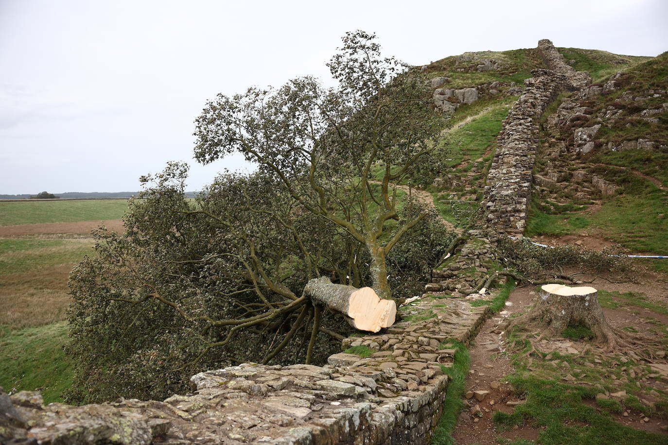 Conmoción en la sociedad británica por la tala de un árbol centenario emblemático