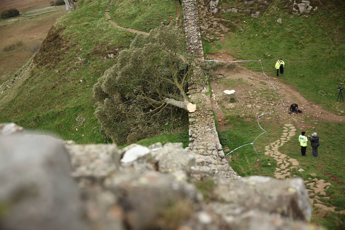 Conmoción en la sociedad británica por la tala de un árbol centenario emblemático