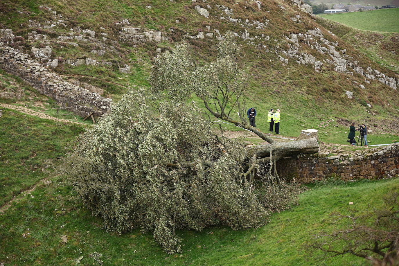 Conmoción en la sociedad británica por la tala de un árbol centenario emblemático