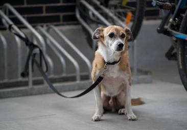 Los lugares públicos permitidos a las mascotas con la Ley de Bienestar Animal