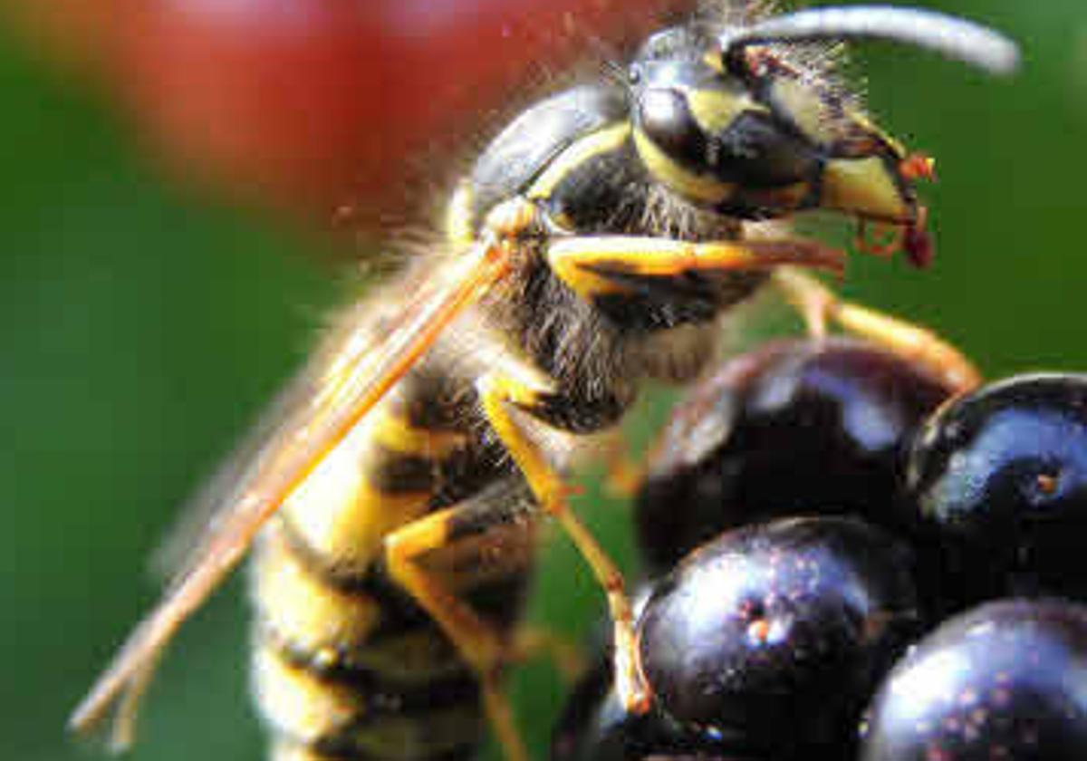 Avispa encima de unas moras.