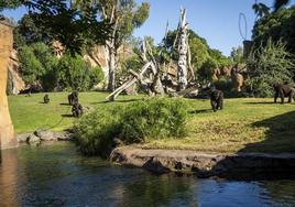 Gorilas en BIOPARC Valencia