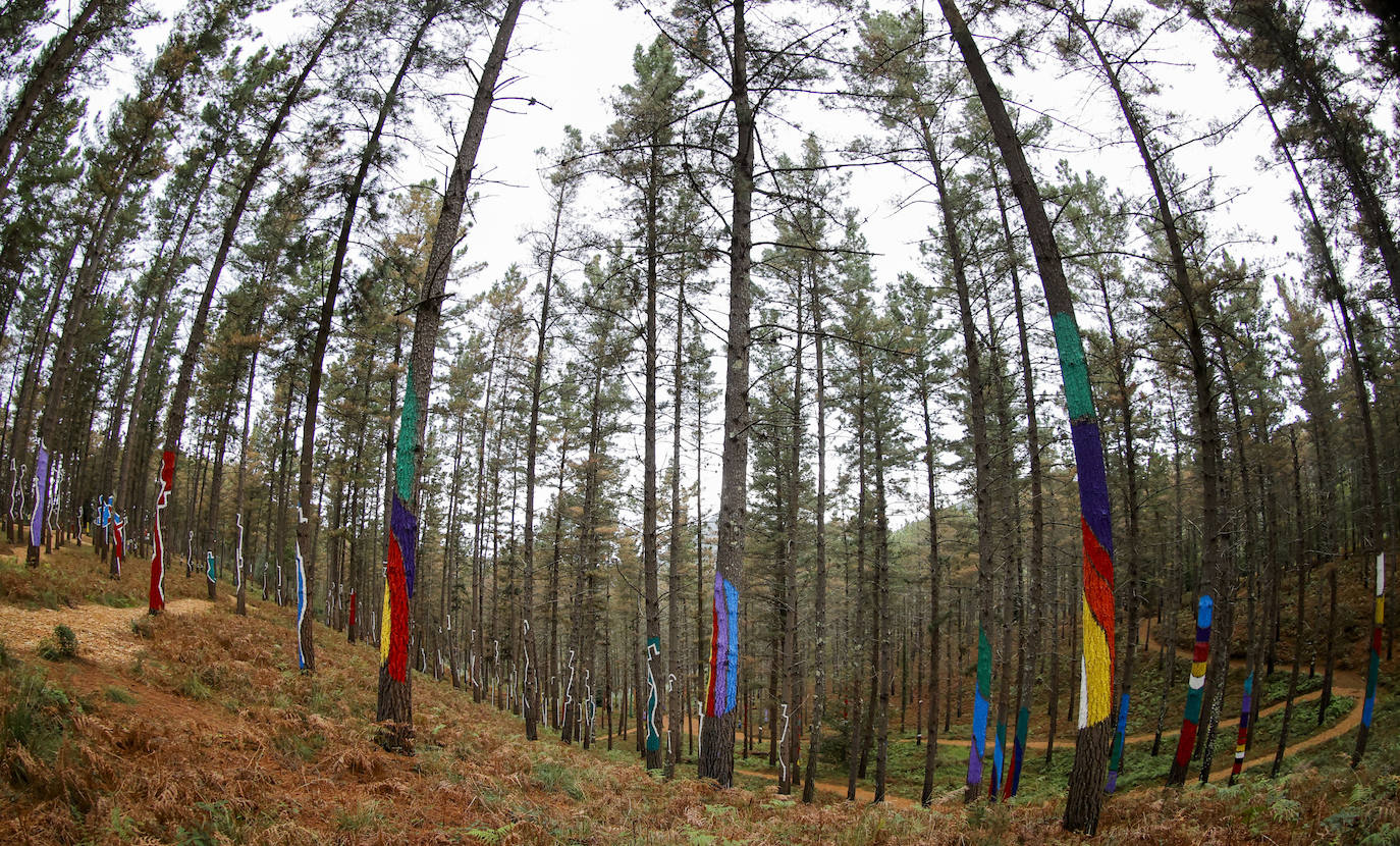 El bosque encantado de Oma se salva