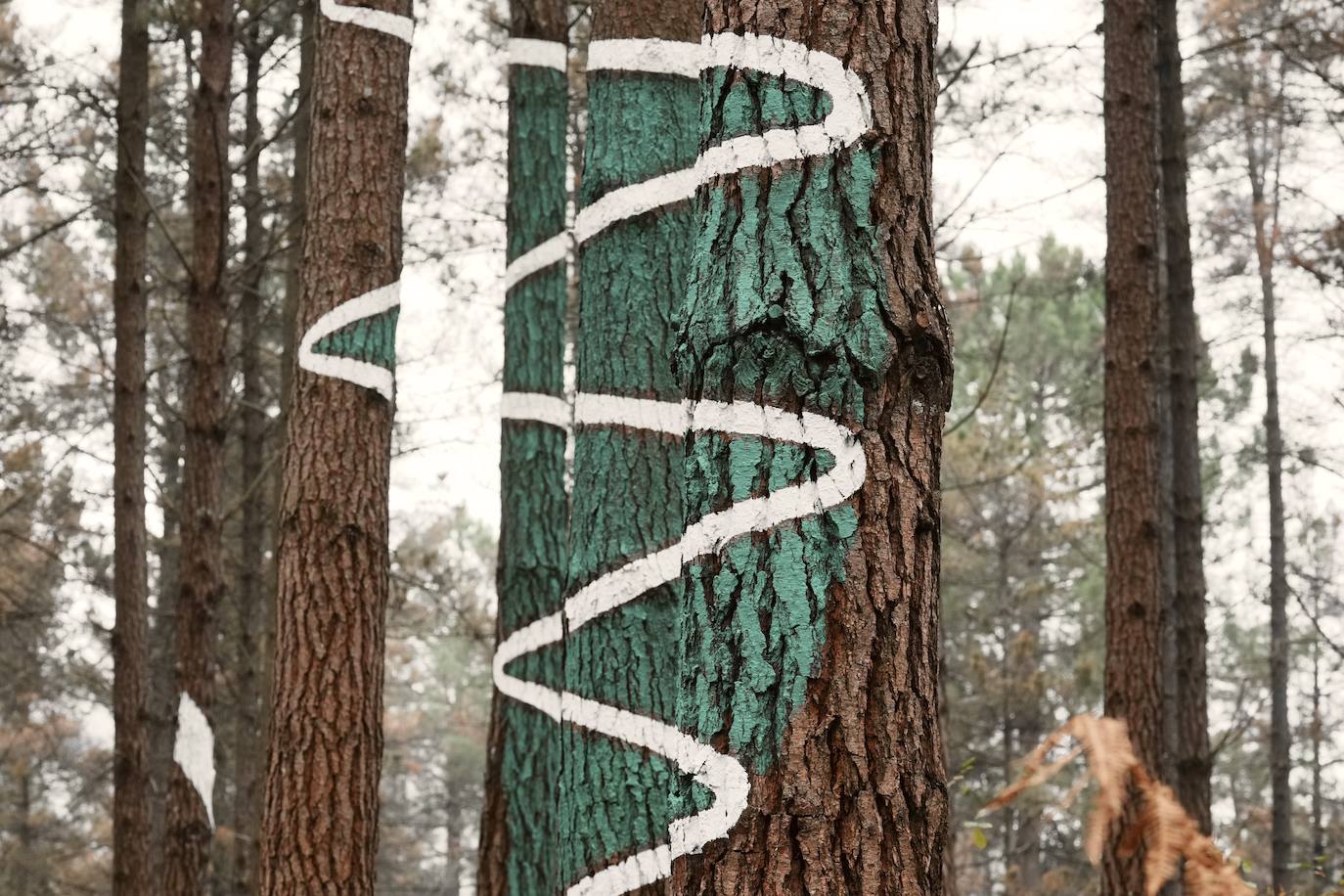 El bosque encantado de Oma se salva
