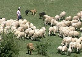 Mastines y perros de carea trabajando juntos.