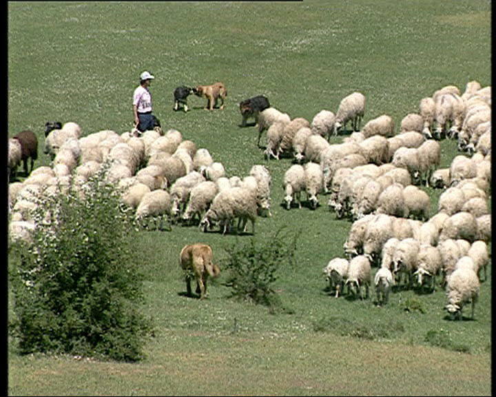 Mastines y perros de carea trabajando juntos.