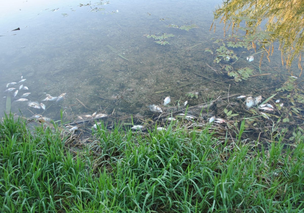 Imagen principal - Anguilas y peces muertos en el tramo de río entre Potries y Almoines. 