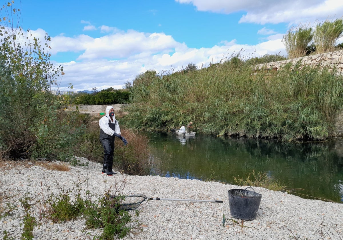 Un operario retira peces muertos del Serpis a la altura de Potries.