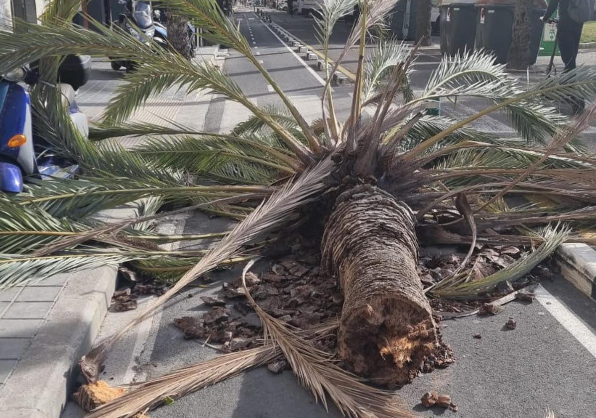 Una palamera derribada por el viento en Valencia.