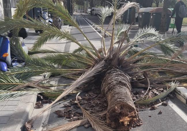 Las fotos de los efectos del temporal en Valencia.