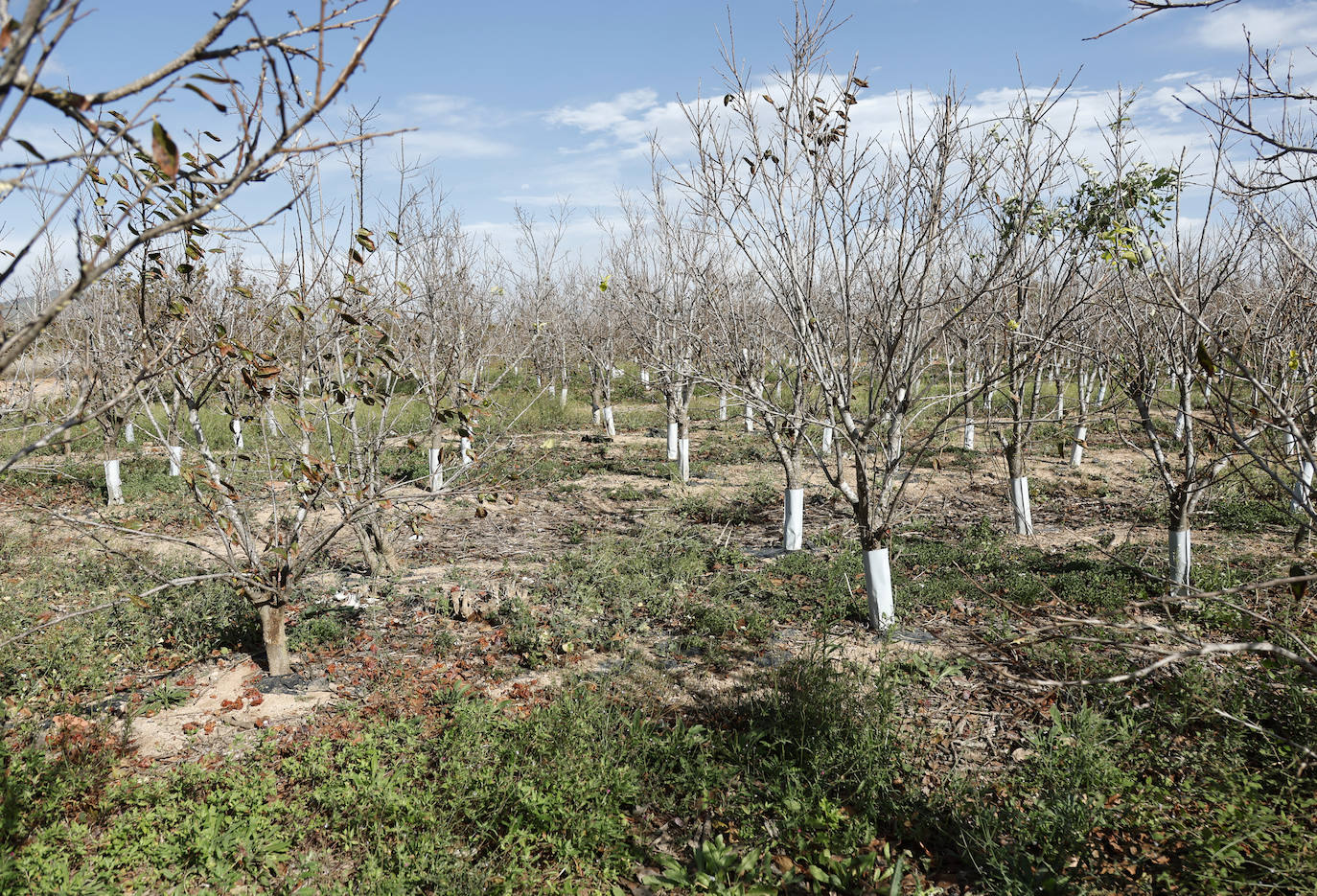 Imagen principal - Degradación en la huerta valenciana.