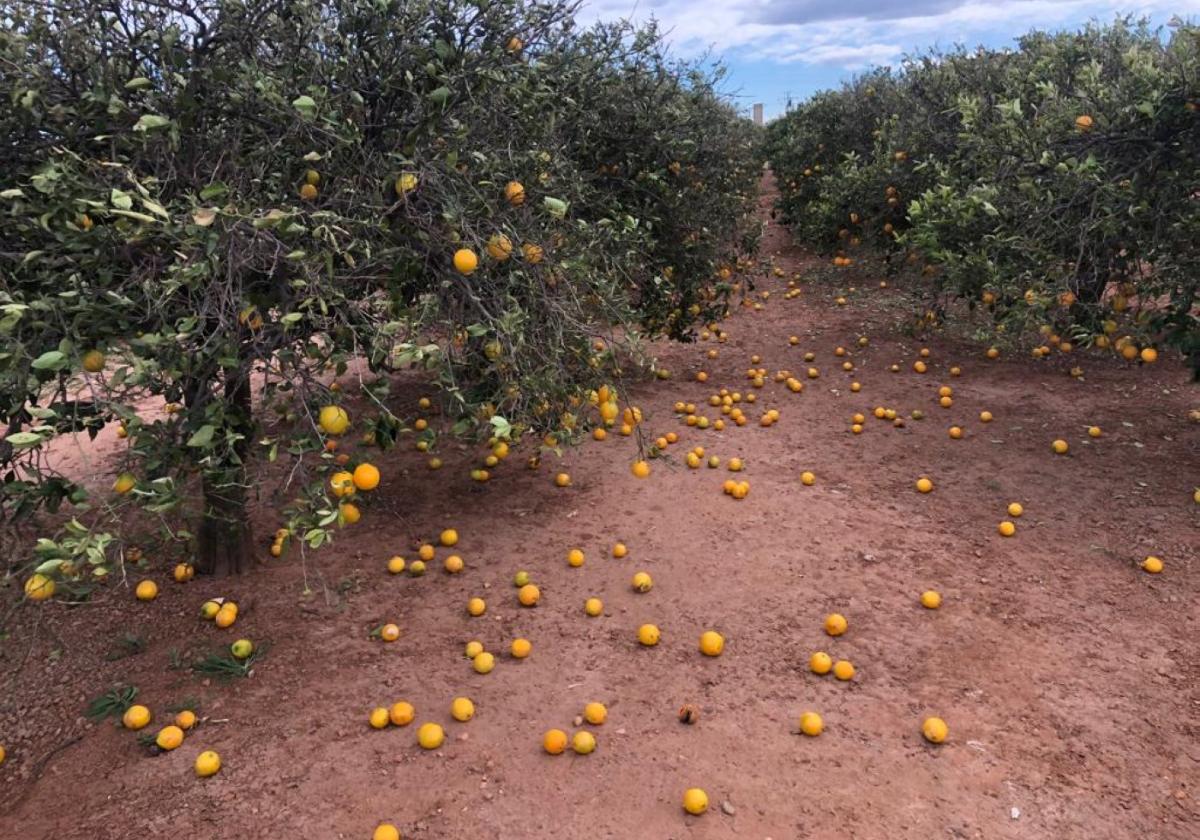 Egipto aprovecha el hueco que dejan los cítricos de España para ganar mercados