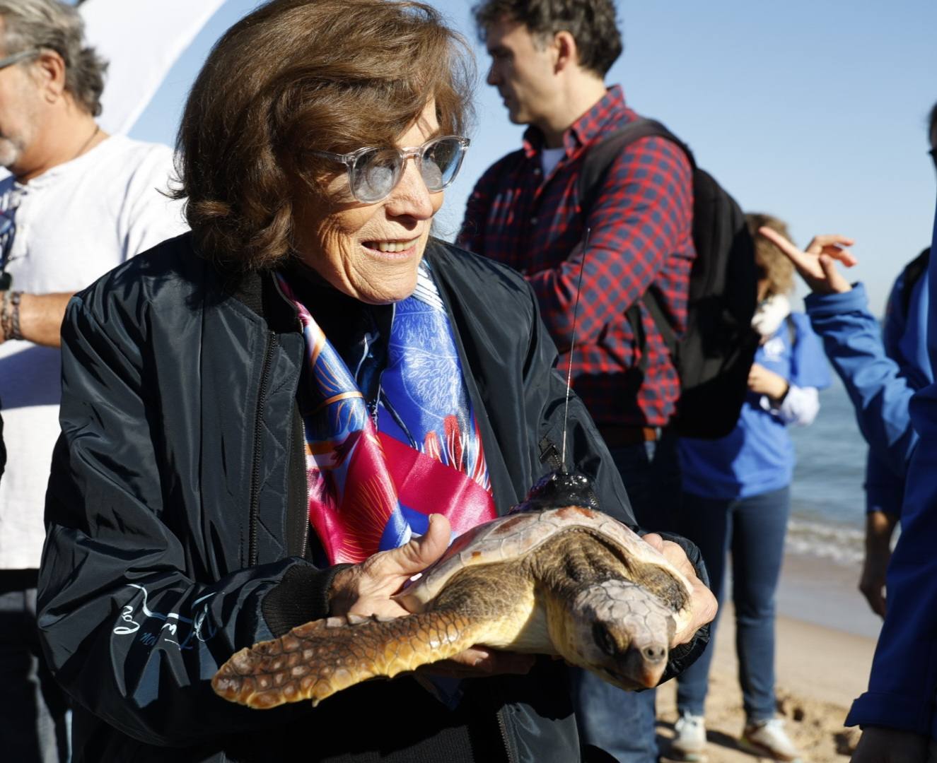 La tortuga marina recuperada en l&#039;Oceanogràfic vuelve al mar en el Saler