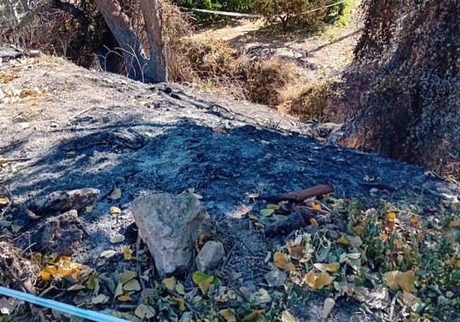 Leños quemados en otro de los posibles focos del incendio forestal de Montitxelvo.