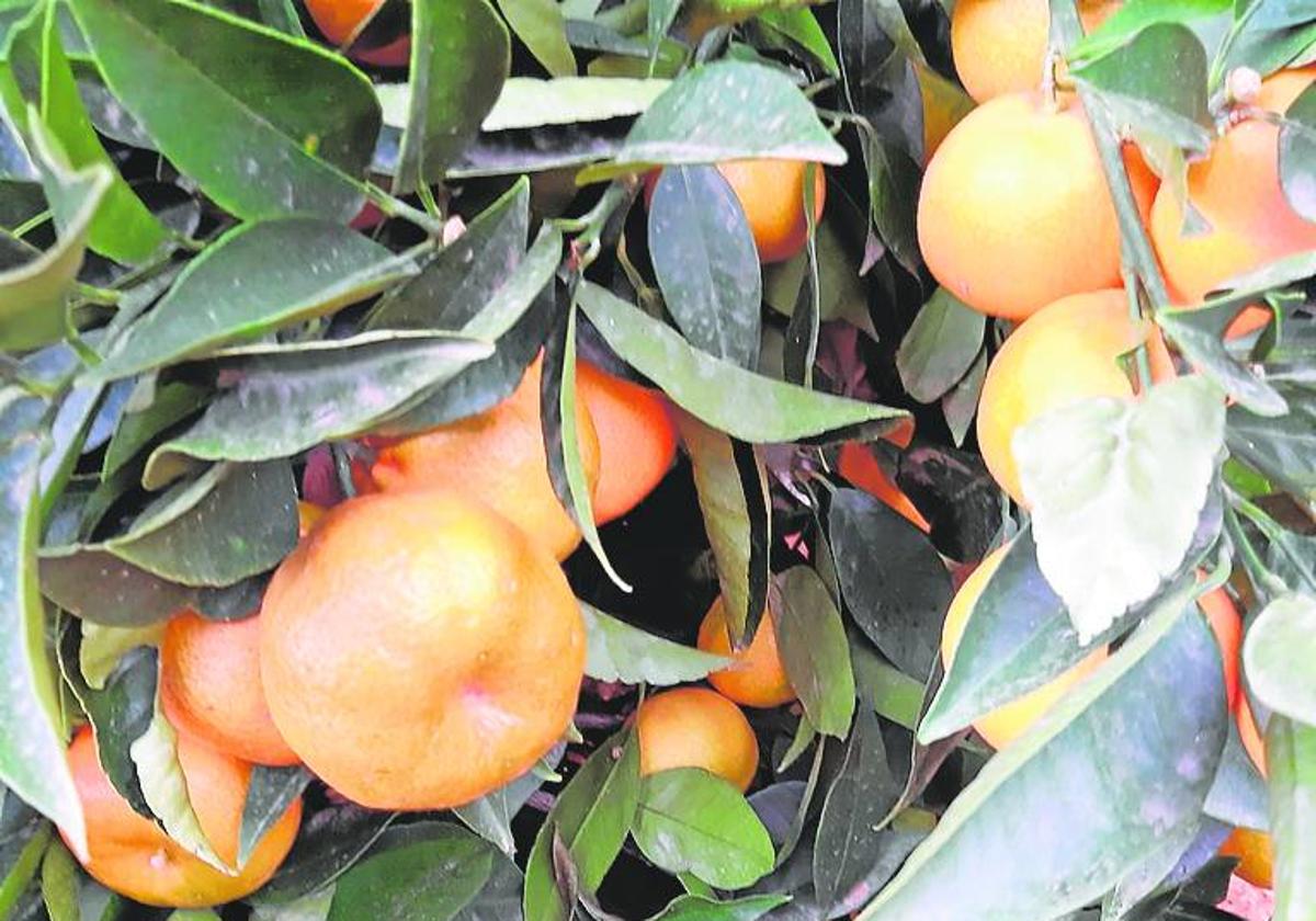 Clementinas de la subvariedad Vera en el árbol.