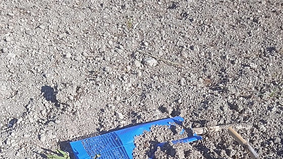 Los jabalíes arrancan de raíz más de 50 plantones de melocotones en Salem