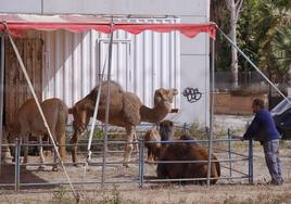 Un hombre observa un dromediario en el exterior de un circo.